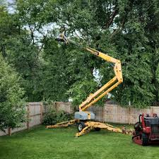 Best Root Management and Removal  in Noroton Heights, CT