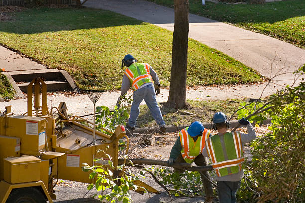 Best Leaf Removal  in Noroton Heights, CT